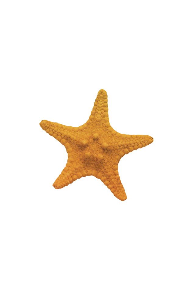 starfish classic tee